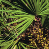 Saw Palmetto